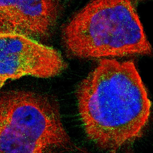 Immunofluorescent staining of human cell line A-431 shows localization to nucleoplasm, plasma membrane & cytosol.