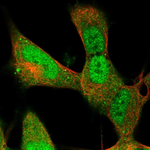 Immunofluorescent staining of human cell line SH-SY5Y shows localization to nucleoplasm & cytosol.
