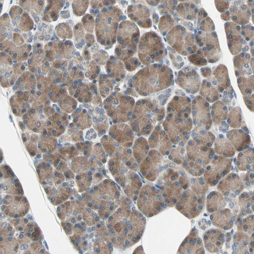 Immunohistochemical staining of human pancreas shows moderate cytoplasmic positivity in exocrine glandular cells.