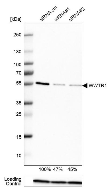 Western blot analysis in EFO-21 cells transfected with control siRNA, target specific siRNA probe #1 and #2, using Anti-WWTR1 antibody. Remaining relative intensity is presented. Loading control: Anti-PPIB.