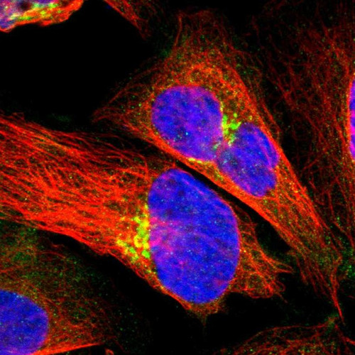 Immunofluorescent staining of human cell line U-2 OS shows localization to the Golgi apparatus.