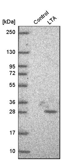Western blot analysis in control (vector only transfected HEK293T lysate) and lTA over-expression lysate (Co-expressed with a C-terminal myc-DDK tag (~3.1 kDa) in mammalian HEK293T cells, LY424627).