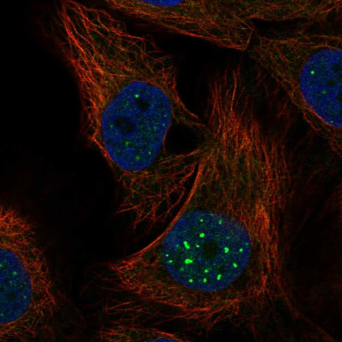 Immunofluorescent staining of human cell line HaCaT shows localization to nuclear bodies.