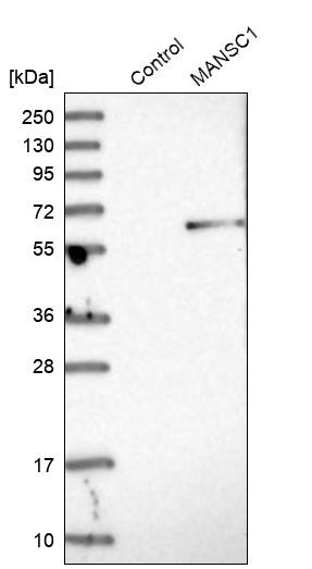 Western blot analysis in control (vector only transfected HEK293T lysate) and MANSC1 over-expression lysate (Co-expressed with a C-terminal myc-DDK tag (~3.1 kDa) in mammalian HEK293T cells, LY413360).