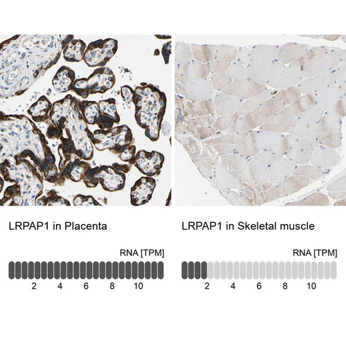 Immunohistochemistry analysis in human placenta and skeletal muscle tissues using HPA008001 antibody. Corresponding LRPAP1 RNA-seq data are presented for the same tissues.