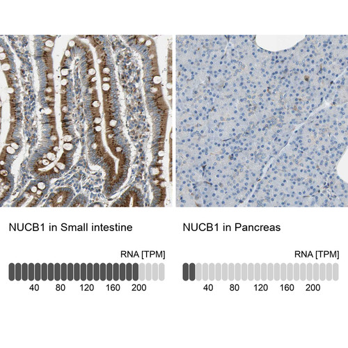 Immunohistochemistry analysis in human small intestine and pancreas tissues using HPA008176 antibody. Corresponding NUCB1 RNA-seq data are presented for the same tissues.
