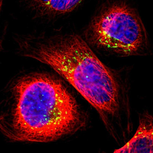 Immunofluorescent staining of human cell line U-2 OS shows localization to the Golgi apparatus.