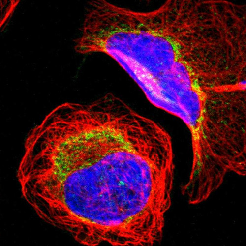Immunofluorescent staining of human cell line U-2 OS shows localization to mitochondria.