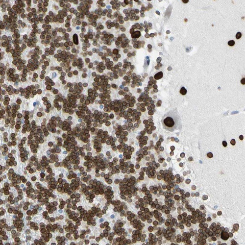 Immunohistochemical staining of human cerebellum shows strong nuclear and nuclear membrane positivity in Purkinje cells, cells in molecular layer and cells in granular layer.