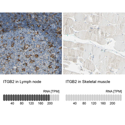 Immunohistochemistry analysis in human lymph node and skeletal muscle tissues using HPA008877 antibody. Corresponding ITGB2 RNA-seq data are presented for the same tissues.
