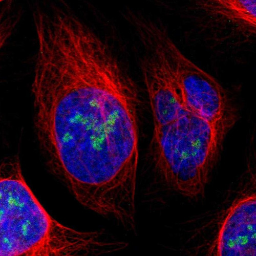 Immunofluorescent staining of human cell line U-2 OS shows localization to nucleoli.