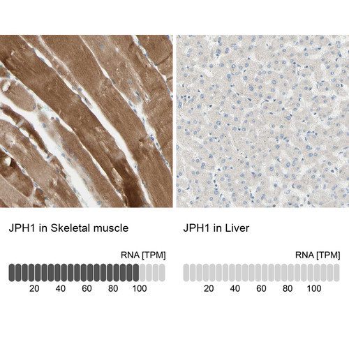 Immunohistochemistry analysis in human skeletal muscle and liver tissues using HPA008996 antibody. Corresponding JPH1 RNA-seq data are presented for the same tissues.