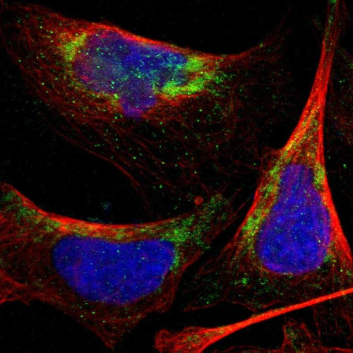 Immunofluorescent staining of human cell line U-2 OS shows localization to mitochondria.