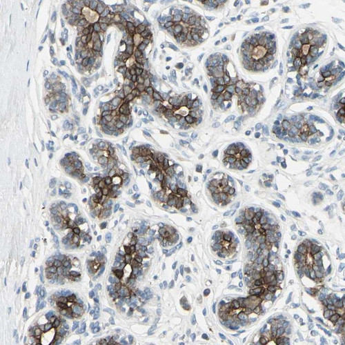 Immunohistochemical staining of human breast shows strong membranous positivity in glandular cells.