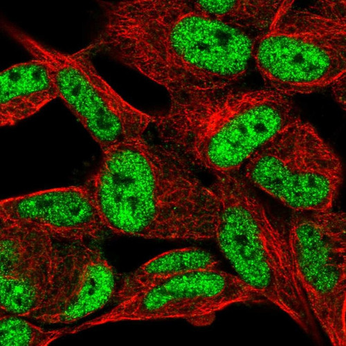 Immunofluorescent staining of human cell line SH-SY5Y shows localization to nucleoplasm.