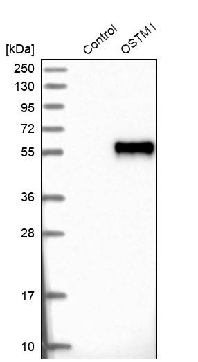 Western blot analysis in control (vector only transfected HEK293T lysate) and OSTM1 over-expression lysate (Co-expressed with a C-terminal myc-DDK tag (~3.1 kDa) in mammalian HEK293T cells, LY402271).