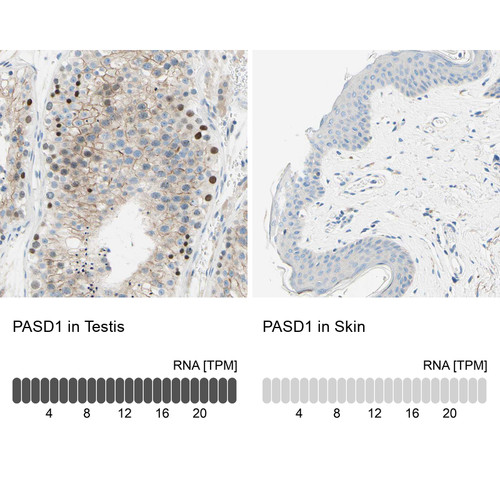 Immunohistochemistry analysis in human testis and skin tissues using HPA011152 antibody. Corresponding PASD1 RNA-seq data are presented for the same tissues.