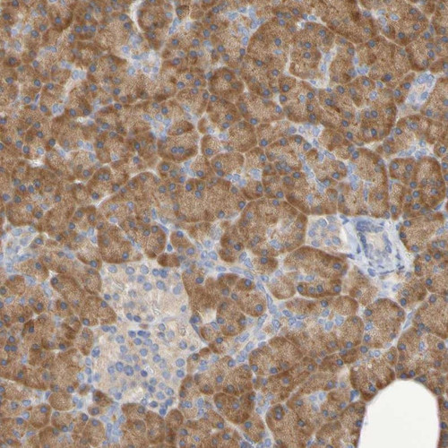 Immunohistochemical staining of human pancreas shows strong cytoplasmic positivity in exocrine glandular cells.