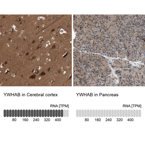 Immunohistochemistry analysis in human cerebral cortex and pancreas tissues using HPA011212 antibody. Corresponding YWHAB RNA-seq data are presented for the same tissues.