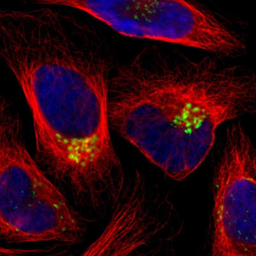 Immunofluorescent staining of human cell line U-2 OS shows localization to the Golgi apparatus.