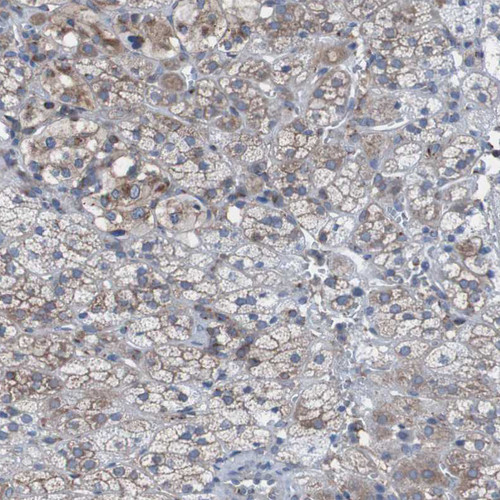 Immunohistochemical staining of human adrenal gland shows moderate membranous positivity in glandular cells.
