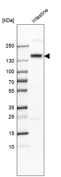 Western blot analysis in human small intestine tissue.