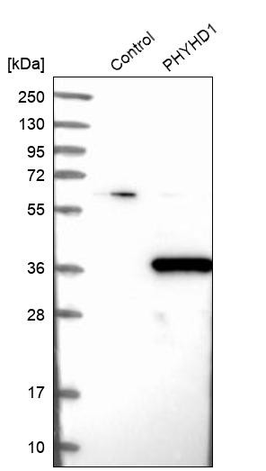 Western blot analysis in control (vector only transfected HEK293T lysate) and PHYHD1 over-expression lysate (Co-expressed with a C-terminal myc-DDK tag (~3.1 kDa) in mammalian HEK293T cells, LY403578).