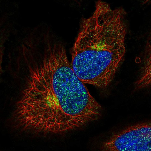 Immunofluorescent staining of human cell line HeLa shows localization to nucleoplasm & the Golgi apparatus.