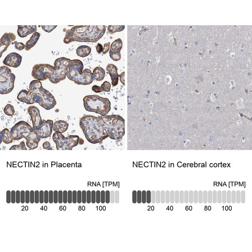 Immunohistochemistry analysis in human placenta and cerebral cortex tissues using HPA012759 antibody. Corresponding NECTIN2 RNA-seq data are presented for the same tissues.