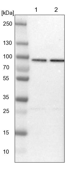 Lane 1: NIH-3T3 cell lysate (Mouse embryonic fibroblast cells)<br/>Lane 2: NBT-II cell lysate (Rat Wistar bladder tumour cells)