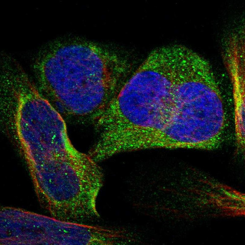 Immunofluorescent staining of human cell line U-2 OS shows localization to cytosol.