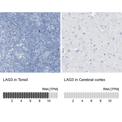 Immunohistochemistry analysis in human tonsil and cerebral cortex tissues using Anti-LAG3 antibody. Corresponding LAG3 RNA-seq data are presented for the same tissues. Immunohistochemistry analysis in human tonsil and cerebral cortex tissues using Anti-LAG3 antibody. Corresponding LAG3 RNA-seq data are presented for the same tissues.