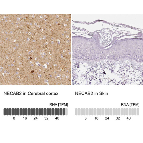 Immunohistochemistry analysis in human cerebral cortex and skin tissues using HPA013998 antibody. Corresponding NECAB2 RNA-seq data are presented for the same tissues.