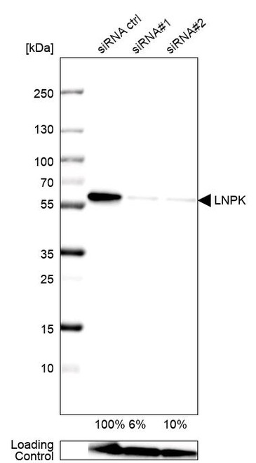 Western blot analysis in U-138MG cells transfected with control siRNA, target specific siRNA probe #1 and #2, using Anti-LNPK antibody. Remaining relative intensity is presented. Loading control: Anti-GAPDH.