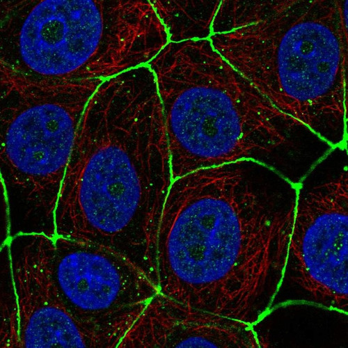 Immunofluorescent staining of human cell line MCF7 shows localization to cell junctions. Immunofluorescent staining of human cell line MCF7 shows localization to cell junctions.