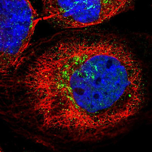 Immunofluorescent staining of human cell line A-431 shows localization to the Golgi apparatus & vesicles.
