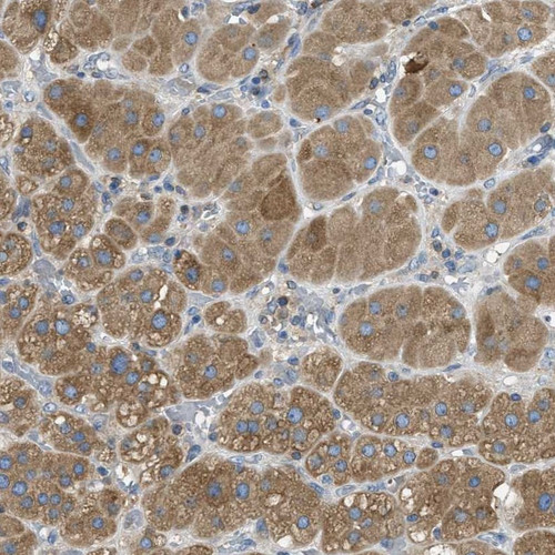 Immunohistochemical staining of human adrenal gland shows cytoplasmic positivity in glandular cells.