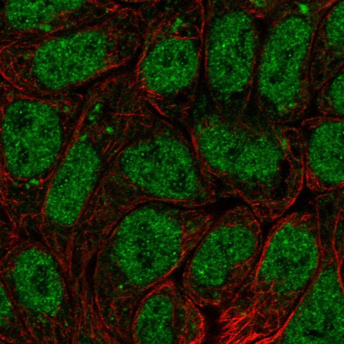 Immunofluorescent staining of human cell line RT4 shows localization to nucleoplasm & mitochondria.