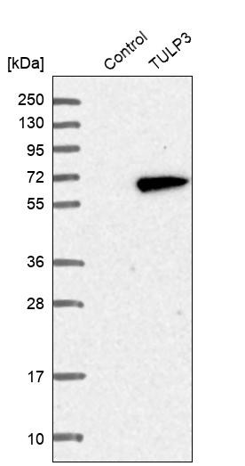Western blot analysis in control (vector only transfected HEK293T lysate) and TULP3 over-expression lysate (Co-expressed with a C-terminal myc-DDK tag (~3.1 kDa) in mammalian HEK293T cells, LY418767).