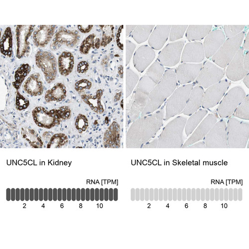 Immunohistochemistry analysis in human kidney and skeletal muscle tissues using Anti-UNC5CL antibody. Corresponding UNC5CL RNA-seq data are presented for the same tissues.