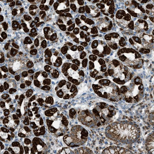 Immunohistochemical staining of human stomach shows cytoplasmic positivity in glandular cells.