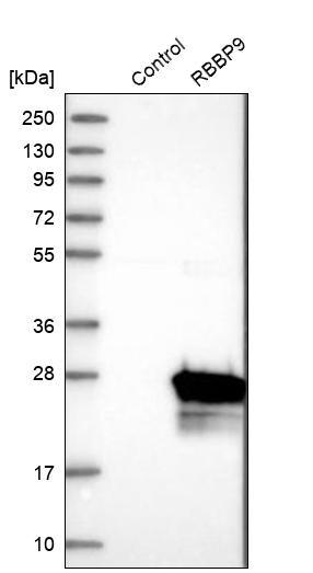 Western blot analysis in control (vector only transfected HEK293T lysate) and RBBP9 over-expression lysate (Co-expressed with a C-terminal myc-DDK tag (~3.1 kDa) in mammalian HEK293T cells, LY401976).