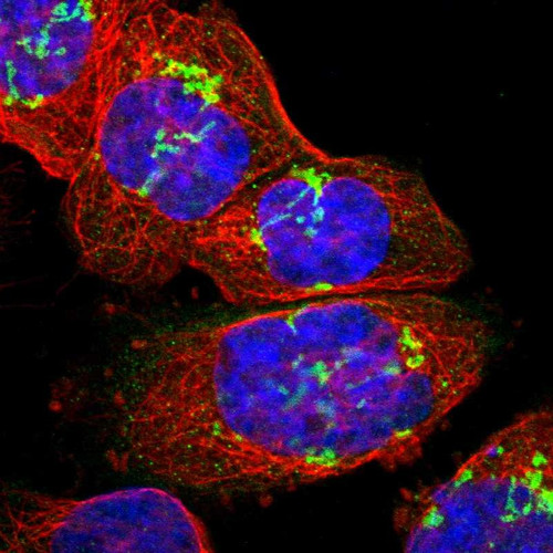Immunofluorescent staining of human cell line A-431 shows localization to the Golgi apparatus.