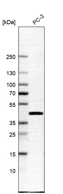 Western blot analysis in human cell line PC-3.
