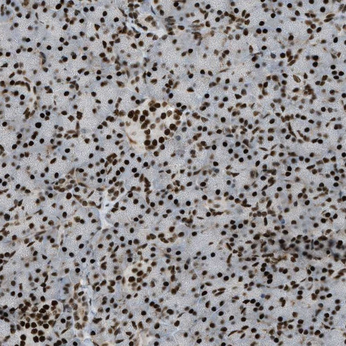 Immunohistochemical staining of human pancreas shows strong nuclear positivity in exocrine glandular cells and islets of Langerhans).