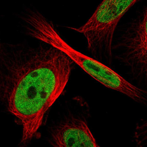 Immunofluorescent staining of human cell line U-251 MG shows localization to nucleoplasm.