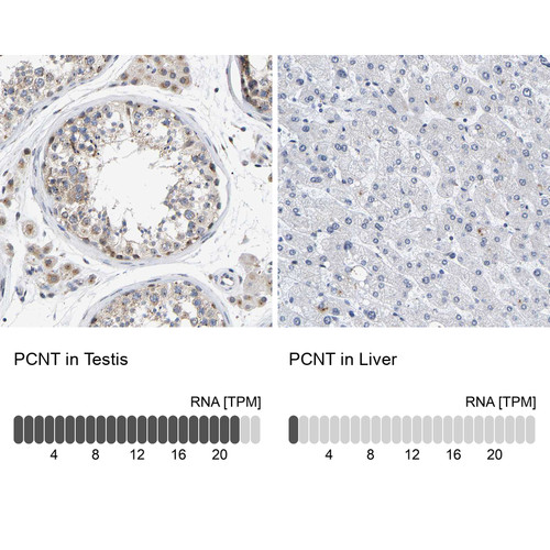Immunohistochemistry analysis in human testis and liver tissues using HPA016820 antibody. Corresponding PCNT RNA-seq data are presented for the same tissues.