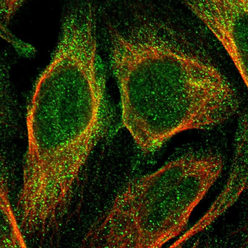 Immunofluorescent staining of human cell line U-2 OS shows localization to plasma membrane & cytosol.
