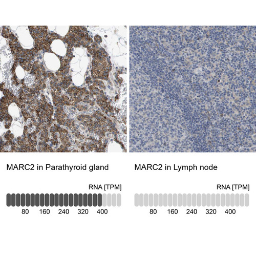 Immunohistochemistry analysis in human parathyroid gland and lymph node tissues using HPA017572 antibody. Corresponding MARC2 RNA-seq data are presented for the same tissues.