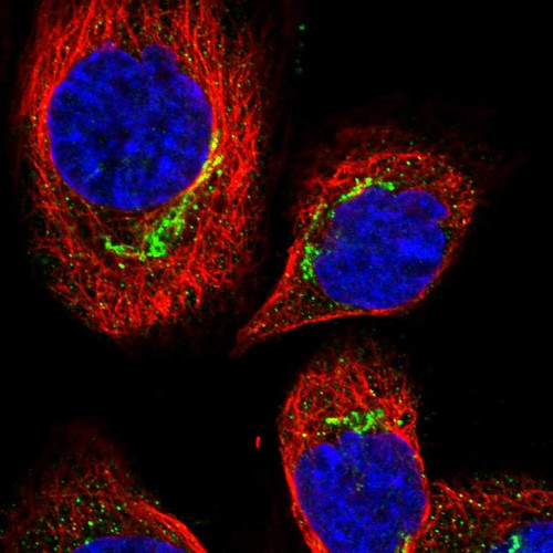 Immunofluorescent staining of human cell line A-431 shows localization to the Golgi apparatus. Immunofluorescent staining of human cell line A-431 shows localization to the Golgi apparatus.